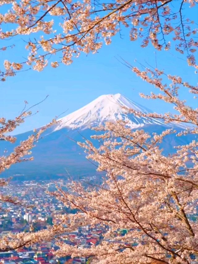 Pink Perfection: Mount Fuji's Cherry Blossom Spectacle at Oshino Hakkai
