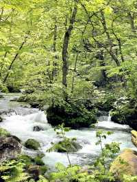 【青森×奥入瀬渓流】 続く緑のトンネル マイナスイオンに癒される