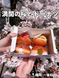 【福岡】満開の桜の下でもちもちドーナツ🌸