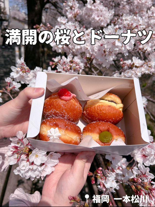 【福岡】満開の桜の下でもちもちドーナツ🌸