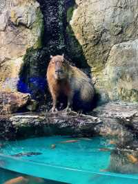 【三重】国内唯一ラッコが見られる鳥羽水族館🦦🦦