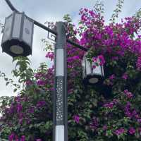 Lijiang: A City Full of Flowers