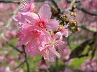 🌸**台中櫻花秘境**🌸