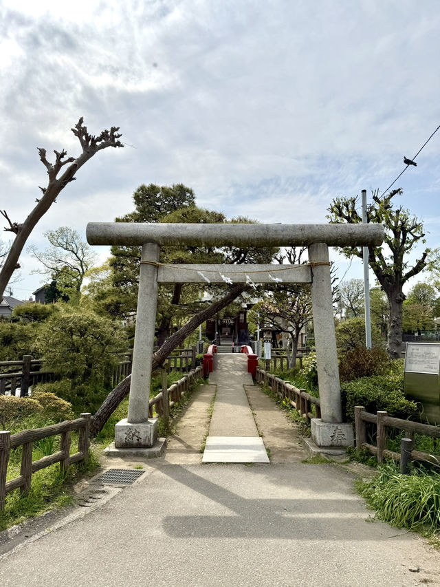 Spring Walk at Himonya Itsukushima-jinja Shrine