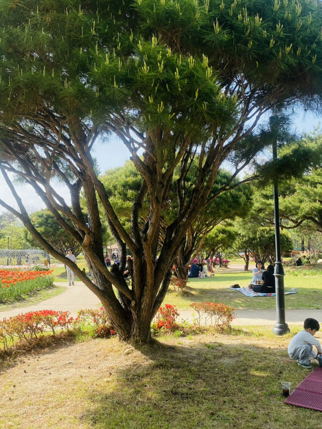 Yurim Park's Tulip Tapestry: An April Day's Delight 🌷☀️
