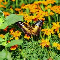 Butterfly Garden, Dubai