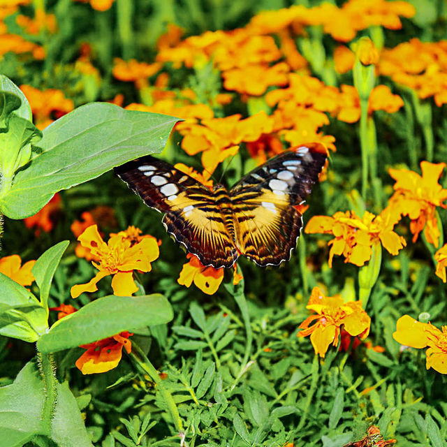 Butterfly Garden, Dubai