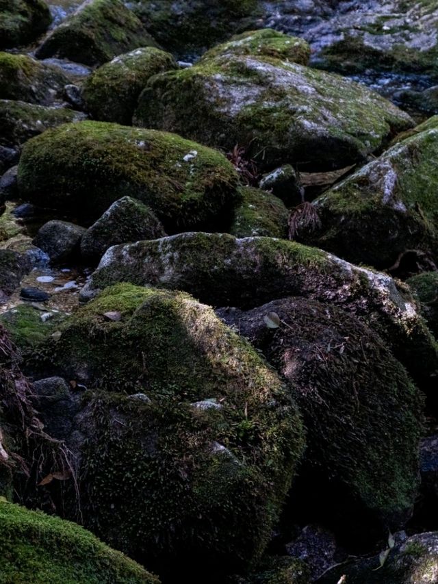 【鹿児島】もののけ姫の舞台にもなったといわれる苔むすもり