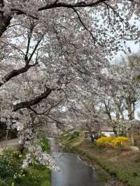 Oshino Village Cherry Blossoms – A Fairytale Fuji Floral Escape
