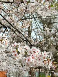 Oshino Village Cherry Blossoms – A Fairytale Fuji Floral Escape