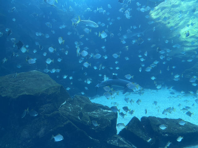 台灣厲害的水族館xpark半日遊