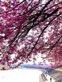 2025 Spring: Okazaki Otsukawa Aoi Sakura Full Guide 🌸