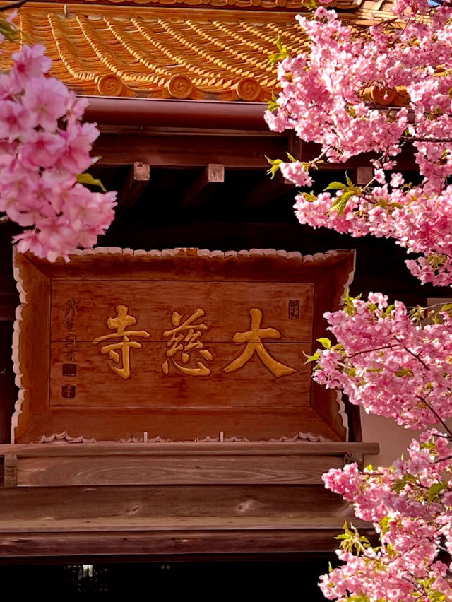 Mie Prefecture, Shima City - Daiji Temple's Kawazu Cherry Blossoms 🌸