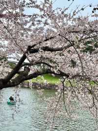 Hakodate’s Cherry Blossom Magic: Where Spring Blooms Bright