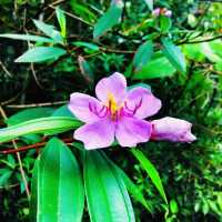 Exploring MacRitchie Reservoir Park: A Natural Escape in Singapore