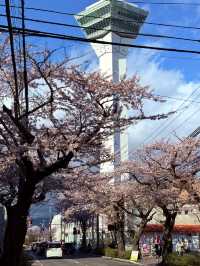 Chasing Cherry Blossoms in Hokkaido: A Magical Afternoon at Hakodate's Goryokaku Park