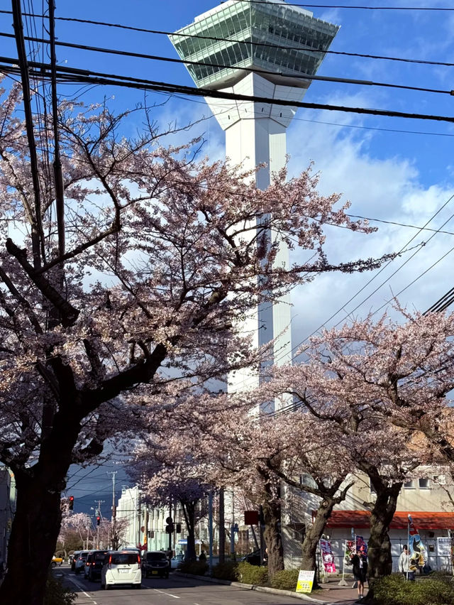 Chasing Cherry Blossoms in Hokkaido: A Magical Afternoon at Hakodate's Goryokaku Park