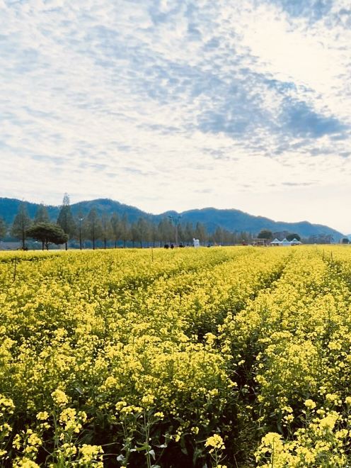 Changnyeong Nakdonggang Canola and tulip Flower festival 