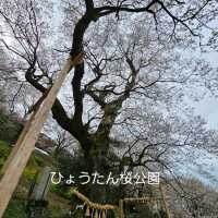 県の天然記念物にも指定されているひょうたん桜