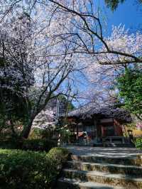 🌸✨ May Blossoms at Nyoiji Temple: A Secret Flower Wonderland 🌿🌺