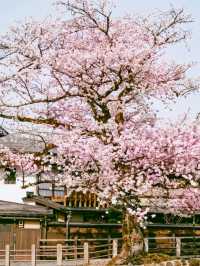 Takayama Hida Furukawa Cherry Blossoms-A Timeless Edo-Period Sakura Escape