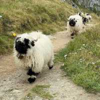 🏔️🔔 Alpine Magic at Gemmi Pass: My Day at the Shepherds’ Festival