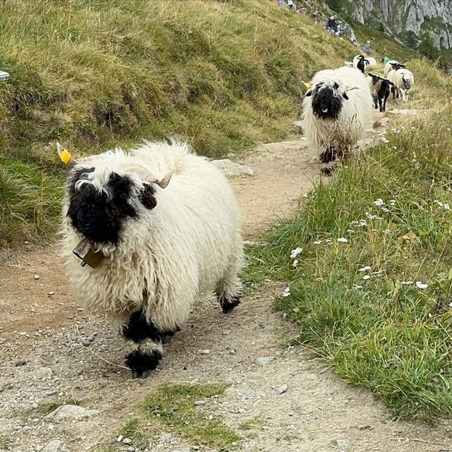 🏔️🔔 Alpine Magic at Gemmi Pass: My Day at the Shepherds’ Festival