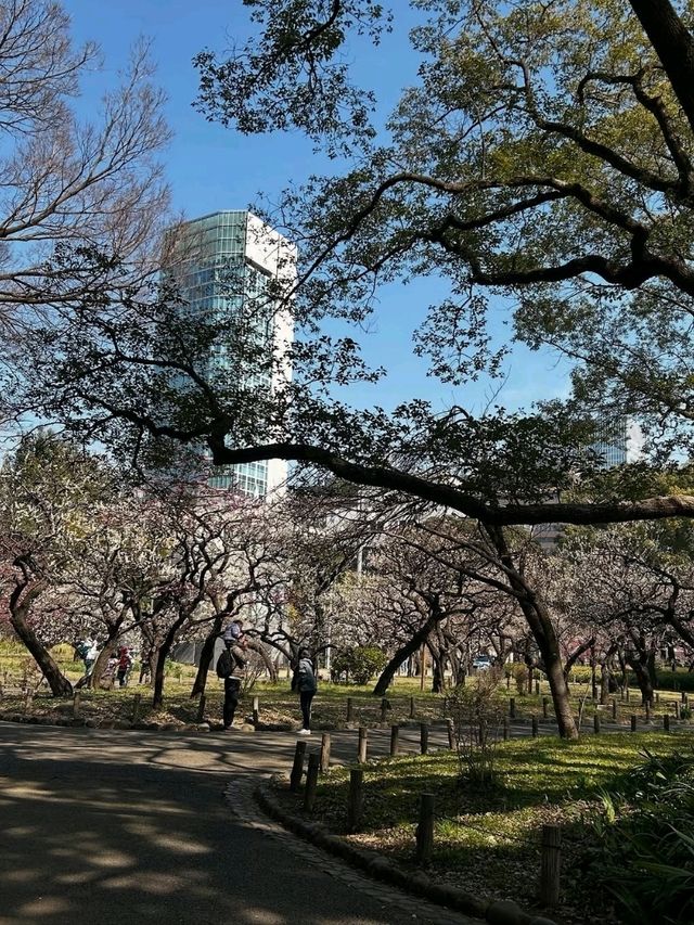 Shiba Park Spring Chill