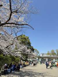 櫻花季in上野公園