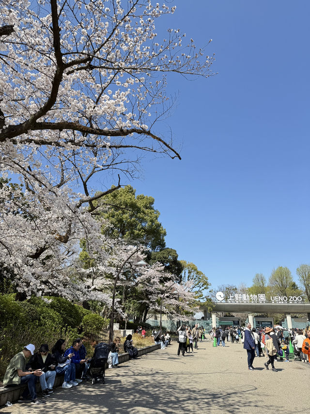 櫻花季in上野公園