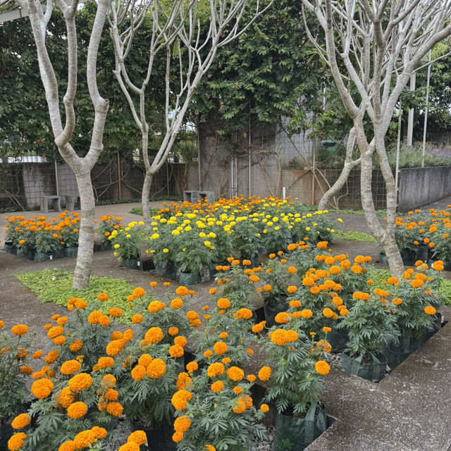 A Scented Escape at Rumah Atsiri 