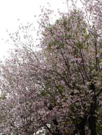 Trip to Zumiao, Foshan Itinerary 