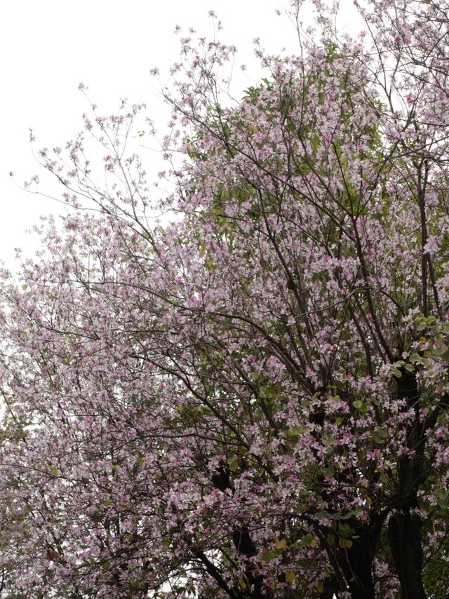 Trip to Zumiao, Foshan Itinerary 