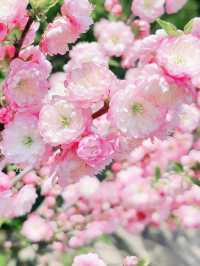 blossom in china 