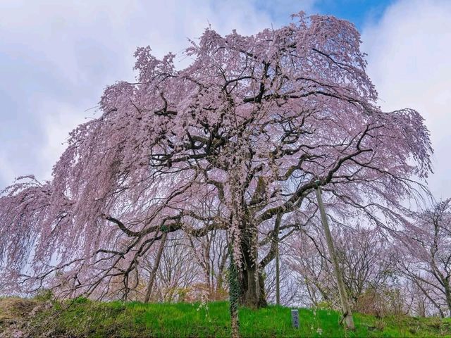 This Weeping Cherry Tree’s a Whole Mood 🌸🧘‍♂️
