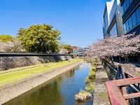 Riverside Reverie: A Sakura Stroll to Kumamoto Castle