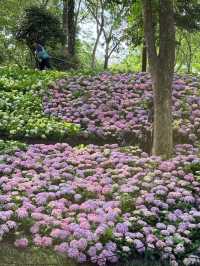 🌼 The Endless Summer Flower Sea at the Botanical Garden has finally arrived