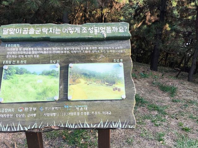韓國 釜山 海雲台 迎月路賞櫻