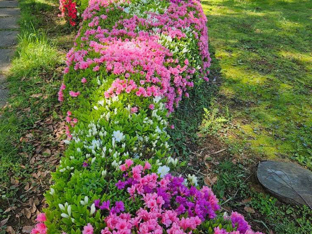 “The Petal-Crowned Heart of Tokyo”