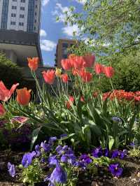 A Spring Morning at the Salt Lake Temple: Blooms and Serenity