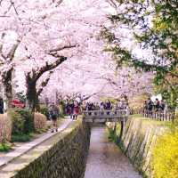 Tranquility in Kyoto: A Walk Along the Philosopher's Path