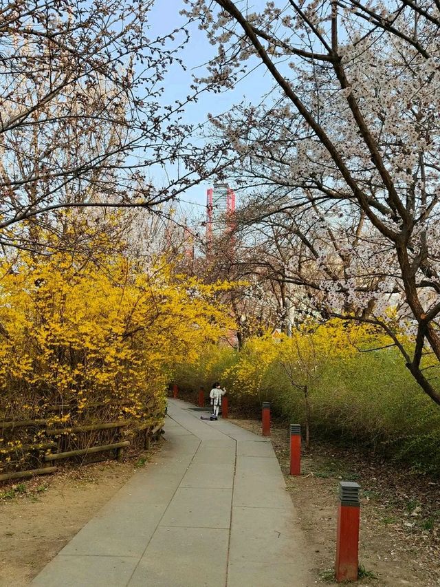 Title: Yeouido Park: Seoul’s Urban Oasis of Culture and Nature