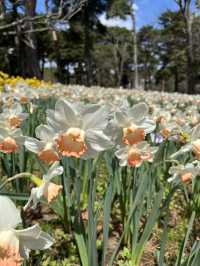 🌸【春日花季攻略】國營常陸海濱公園｜錯過粉蝶花也不怕，鬱金香、櫻花、童話風車一次收服你的鏡頭！