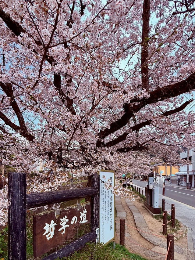 PHILOSOPHER’S PATH | KYOTO’S PEACEFUL CHERRY BLOSSOM TRAIL 🌸🛤️