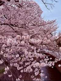 PHILOSOPHER’S PATH | KYOTO’S PEACEFUL CHERRY BLOSSOM TRAIL 🌸🛤️