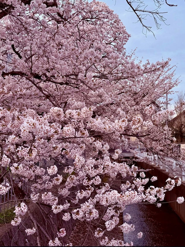 PHILOSOPHER’S PATH | KYOTO’S PEACEFUL CHERRY BLOSSOM TRAIL 🌸🛤️