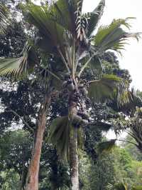 Explore Nature’s Beauty at the Royal Botanic Gardens