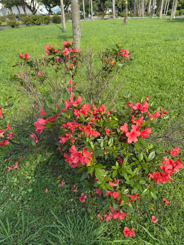 端午節好去處｜台北228和平紀念公園的節日體驗