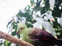【島根県】 湖畔に広がる花と鳥のテーマパーク『松江フォーゲルパーク』🦉