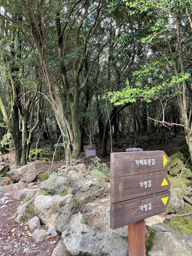 🌳 서귀포 치유의숲, 제주의 자연 힐링! 